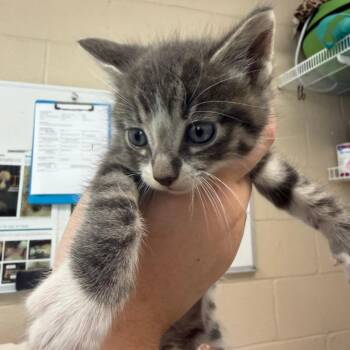 Domestic Short Hair Cats Available for Adoption in Troy, Virginia - Adam | PetCurious
