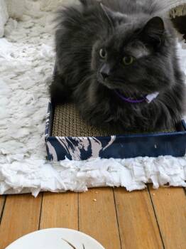 Domestic Long Hair Cats Available for Adoption in Minneapolis, Minnesota - Blue | PetCurious