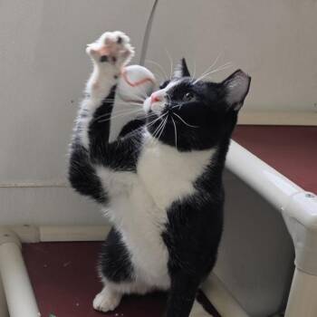 Domestic Short Hair Cats Available for Adoption in Des Moines, Iowa - Lou Cain | PetCurious