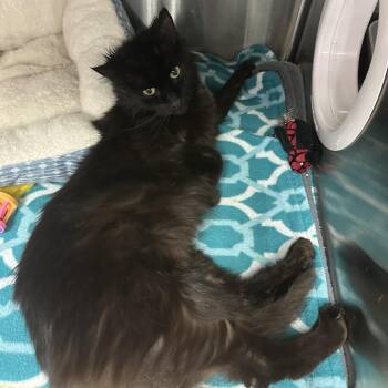 Domestic Long Hair Cats Available for Adoption in Saratoga Springs, New York - Rosie | PetCurious
