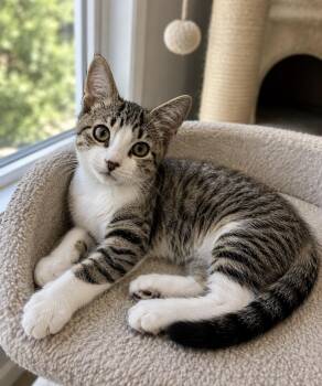Pooshie -  American Shorthair Cat for Adoption in Homestead, Florida - Pooshie | PetCurious