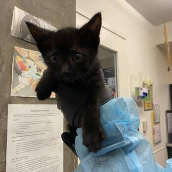 Domestic Short Hair Cats Available for Adoption in Los Angeles, California - Coral | PetCurious