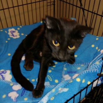 Domestic Short Hair Cats Available for Adoption in Bentonville, Arkansas - Sister | PetCurious