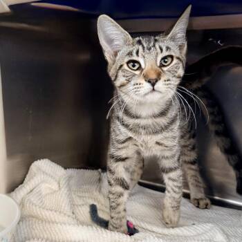 Gibson -  Domestic Short Hair Cat for Adoption in Palm Springs, California - Gibson | PetCurious