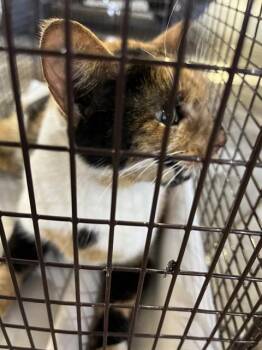 Domestic Long Hair Cats Available for Adoption - BABY GIRL | PetCurious