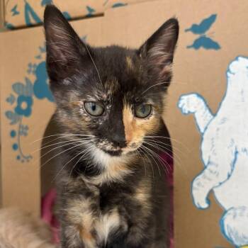 Odesza -  Domestic Short Hair Cat for Adoption in West Olive, Michigan - Odesza | PetCurious