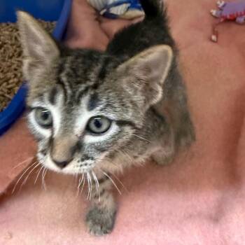 Pizazz -  Domestic Short Hair Cat for Adoption in Salt Lake City, Utah - Pizazz | PetCurious
