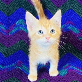 Thin Mint -  Domestic Short Hair Cat for Adoption in Mt. Juliet, Tennessee - Thin Mint | PetCurious