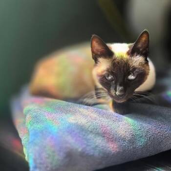 Ronnie -  Domestic Short Hair and Siamese Cat for Adoption in Escondido, California - Ronnie | PetCurious