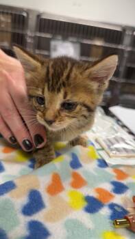Domestic Short Hair Cats Available for Adoption in Daytona Beach, Florida - Turkey | PetCurious