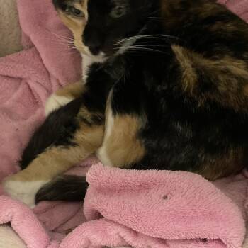 Cleocatra (granada 2) -  Domestic Short Hair Cat for Adoption in Colorado Springs, Colorado - Cleocatra (granada 2) | PetCurious