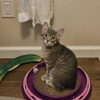 Manx Cats Available for Adoption - Alby | PetCurious
