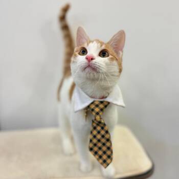 Domestic Short Hair Cats Available for Adoption - Bugsy  | PetCurious