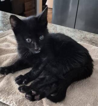 UNICA -  Domestic Short Hair Cat for Adoption in San Antonio, Texas - UNICA | PetCurious