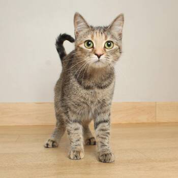 Lucy C70101 -  Domestic Short Hair Cat for Adoption in Minnetonka, Minnesota - Lucy C70101 | PetCurious