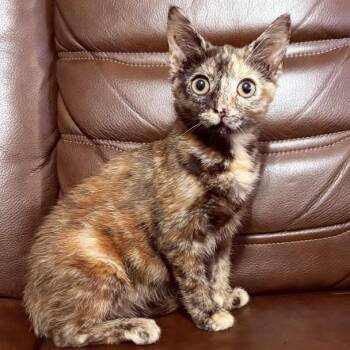 Chong -  Domestic Short Hair Cat for Adoption in Mt. Juliet, Tennessee - Chong | PetCurious