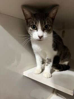 Domestic Medium Hair Cats Available for Adoption - Colette | PetCurious