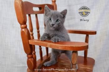 Russian Blue Cats Available for Adoption in Riverside, California - Bluey | PetCurious