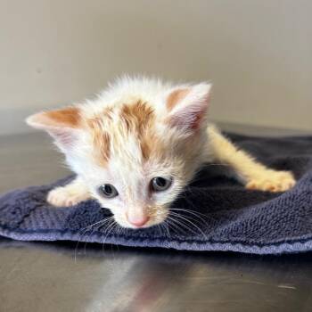 IVHS-Stray-138962 -  Domestic Short Hair Cat for Adoption in San Gabriel, California - IVHS-Stray-138962 | PetCurious