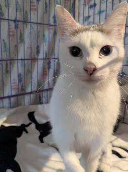 Gabby -  Domestic Medium Hair Cat Available for Adoption in Wells, Maine - Gabby | PetCurious