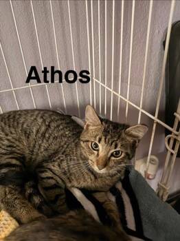 Tabby Cats Available for Adoption in San Antonio, Texas - Athos | PetCurious
