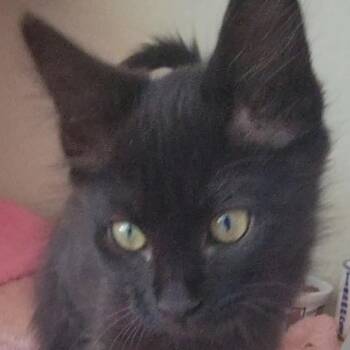 Domestic Short Hair Cats Available for Adoption in Redwood City, California - Buttercup | PetCurious