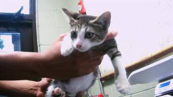 Rescue Domestic Short Hair Cats for Adoption in Tulsa, Oklahoma - ROME | PetCurious