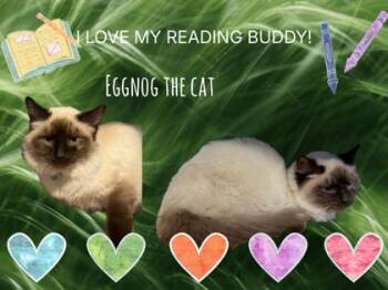 Himalayan and Domestic Short Hair Cats Available for Adoption in Wilkesboro, North Carolina - Eggnog | PetCurious