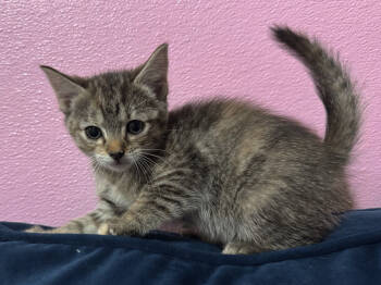 Rescue Domestic Short Hair Cats for Adoption in West Palm Beach, Florida - Misty | PetCurious