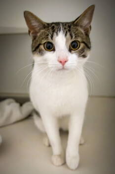 Rescue Tabby Cats for Adoption in Greenville, Delaware - Cecil (FCID# 11/12/2025 - 39 Trainer) | PetCurious