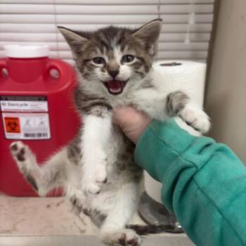 Victoria -  Domestic Short Hair Cat for Adoption in Pekin, Illinois - Victoria | PetCurious