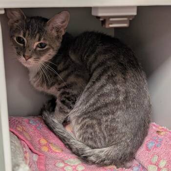 Domestic Short Hair Cats Available for Adoption - Tonks | PetCurious