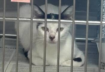 AVA -  Domestic Short Hair Cat for Adoption in Grand Prairie, Texas - AVA | PetCurious