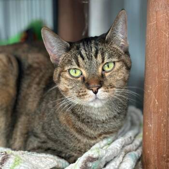 Nala -  Domestic Short Hair Cat Available for Adoption in Sheridan, Wyoming - Nala | PetCurious