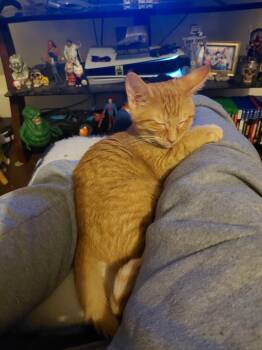 Tabby Cats Available for Adoption - Flicker (Jess-fostered In New England) | PetCurious