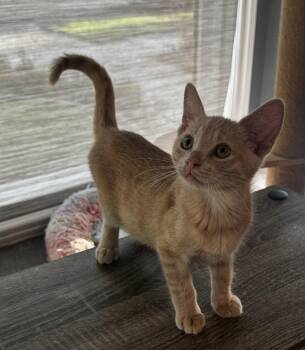 Wally -  Domestic Short Hair Cat for Adoption in Seal Beach, California - Wally | PetCurious