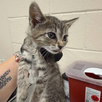 Domestic Short Hair Cats Available for Adoption in Reno, Nevada - Americone Dream | PetCurious