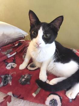 Blake -  Domestic Short Hair Cat for Adoption in New York, New York - Blake | PetCurious