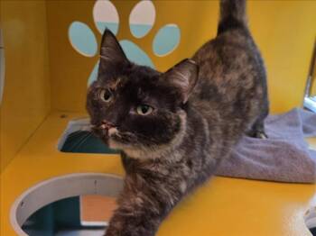 Domestic Short Hair Cats Available for Adoption - MYSTIQUE | PetCurious