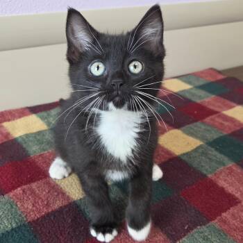 Nairobi -  Tuxedo Cat for Adoption in Marshfield, Wisconsin - Nairobi | PetCurious