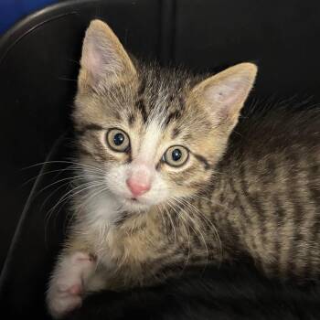 Scottie -  Domestic Short Hair Cat for Adoption in Manhattan, Kansas - Scottie | PetCurious