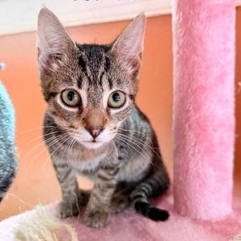 Solitaire -  Domestic Short Hair Cat for Adoption in Woodstock, Virginia - Solitaire | PetCurious