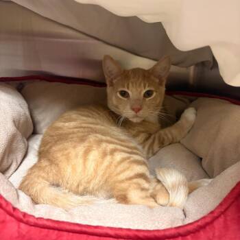 Little Sparrow -  Domestic Short Hair Cat for Adoption in South Burlington, Vermont - Little Sparrow | PetCurious