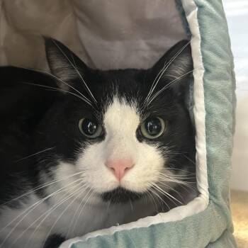 Domestic Short Hair Cats Available for Adoption - Ferb | PetCurious
