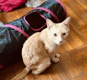 Rescue Domestic Short Hair Cats for Adoption in New York, New York - Leonard | PetCurious