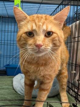 Herman -  Domestic Short Hair Cat for Adoption in Dalton, Georgia - Herman | PetCurious