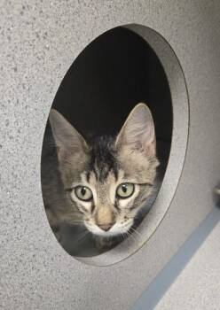 Penny - I am at Petsmart Northborough -  Domestic Long Hair and Domestic Short Hair Cat for Adoption in East Brookfield, Massachusetts - Penny - I Am At Petsmart Northborough | PetCurious