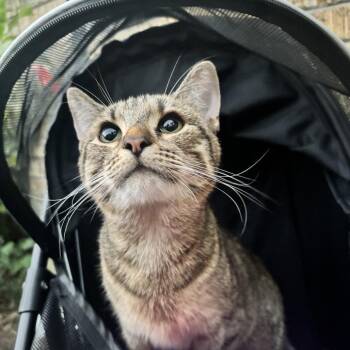 Nova -  Domestic Short Hair Cat for Adoption in Hernando, Mississippi - Nova | PetCurious