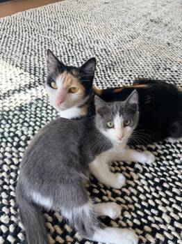 Callie (CL) -  Calico Cat for Adoption in San Antonio, Texas - Callie (CL) | PetCurious