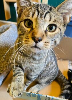Santiago -  Domestic Short Hair and Tabby Cat for Adoption in Chertsey, Quebec - Santiago | PetCurious